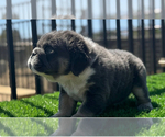 Small #1 English Bulldog