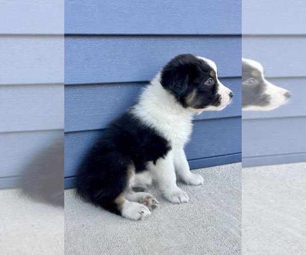 Medium Photo #6 Australian Shepherd Puppy For Sale in LODA, IL, USA