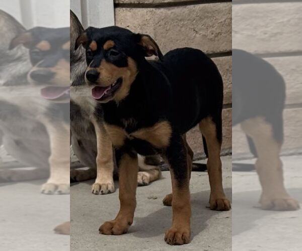 Medium Photo #8 Mutt Puppy For Sale in La Verne, CA, USA