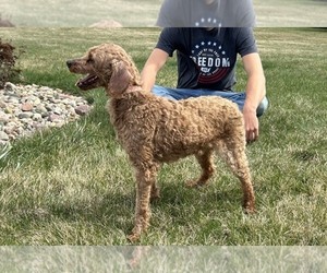 Father of the Goldendoodle (Miniature) puppies born on 07/13/2026