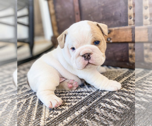Bulldog Puppy for sale in LITHIA, FL, USA