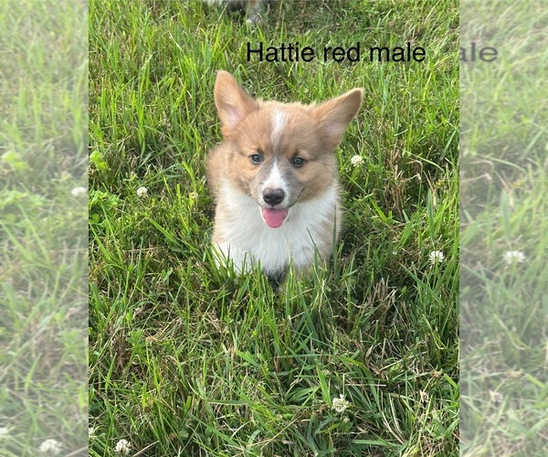 Medium Photo #2 Pembroke Welsh Corgi Puppy For Sale in WYOMING, IL, USA