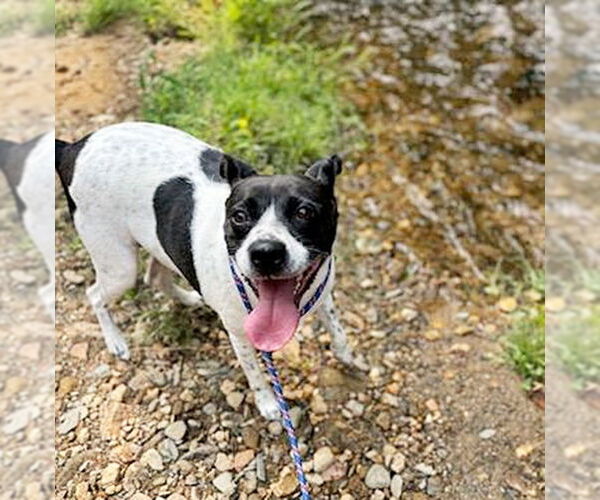 Medium Photo #2 Mutt Puppy For Sale in Crandall, GA, USA