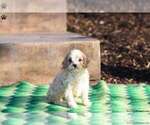 Small Photo #2 Cavapoo Puppy For Sale in MILLERSBURG, PA, USA