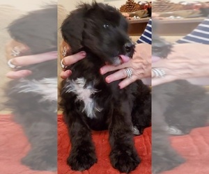 Bernedoodle Puppy for sale in KENT, OH, USA
