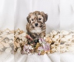 Small Photo #6 Coton de Tulear-Unknown Mix Puppy For Sale in BROGUEVILLE, PA, USA