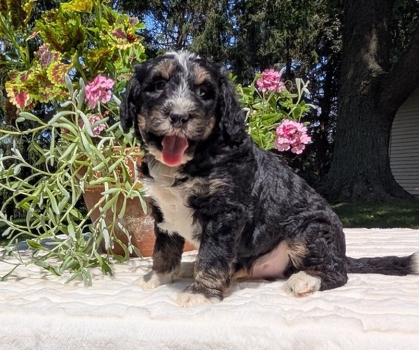 Medium Photo #45 Miniature Bernedoodle Puppy For Sale in GOSHEN, IN, USA