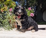 Small #3 Miniature Bernedoodle