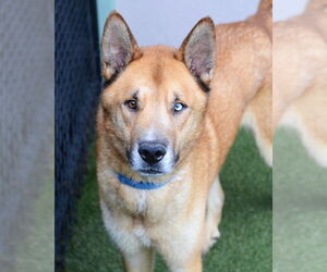 Siberian Husky-Unknown Mix Dogs for adoption in Petaluma, CA, USA