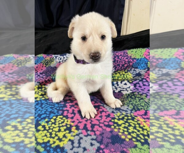 Medium Photo #3 German Shepherd Dog Puppy For Sale in PIEDMONT, MO, USA