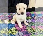 WinterWonderlan - Female German Shepherd Dog Puppy for Sale - Photo #3
