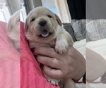 Small Photo #9 Labrador Retriever Puppy For Sale in GOODYEAR, AZ, USA