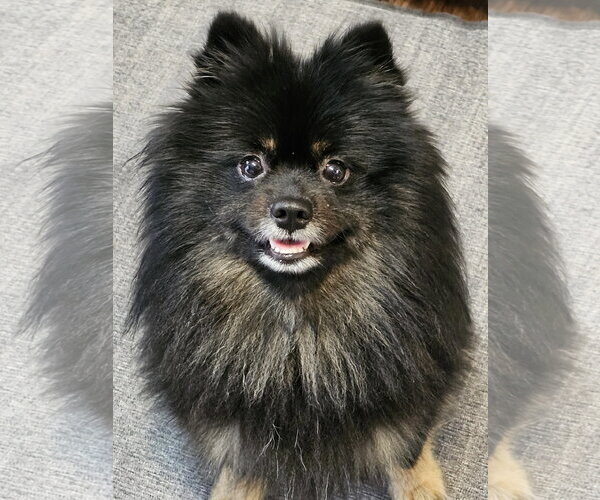 Medium Photo #1 Pomeranian Puppy For Sale in Lebanon, PA, USA
