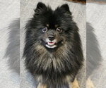 Small Pomeranian