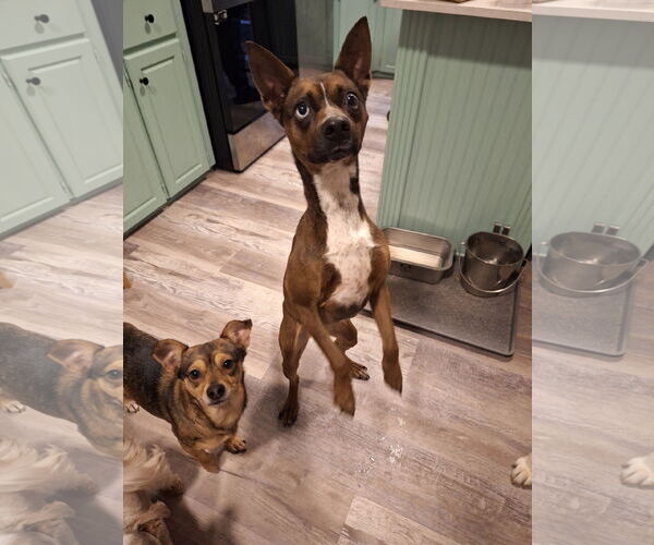 Medium Photo #2 Rat Terrier-Unknown Mix Puppy For Sale in The Woodlands, TX, USA