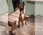 Small #1 Rat Terrier Mix