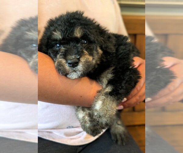 Medium Photo #1 Bernedoodle-Golden Mountain Dog Mix Puppy For Sale in DAVIS, CA, USA