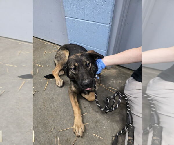 Medium Photo #3 Mutt Puppy For Sale in Evansville, IN, USA