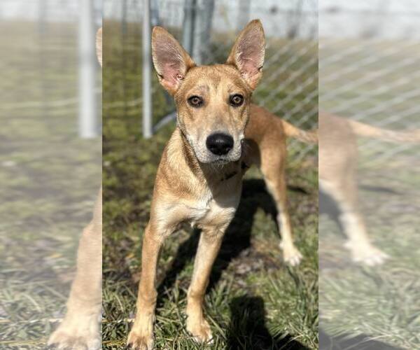 Medium Photo #3 Mutt Puppy For Sale in Westwood, NJ, USA