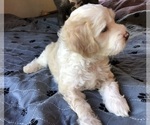 Image preview for Ad Listing. Nickname: Theo White Puff