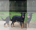 Small German Shepherd Dog
