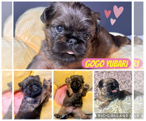 Medium Brussels Griffon