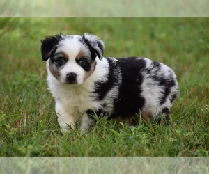 Miniature Australian Shepherd Puppy for sale in PALM COAST, FL, USA