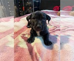 Small #9 Mutt