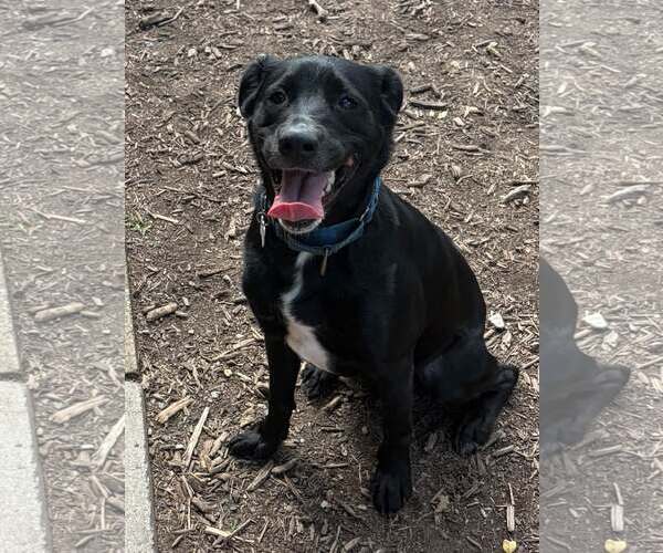 Medium Photo #1 Mutt Puppy For Sale in Martinsburg, WV, USA