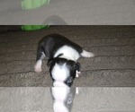 Small #3 Boston Terrier