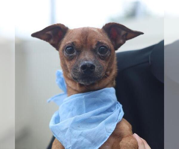 Medium Photo #1 Chihuahua-Unknown Mix Puppy For Sale in San Antonio, TX, USA