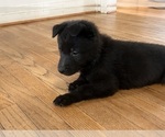 Small Photo #2 German Shepherd Dog Puppy For Sale in POWHATAN, VA, USA