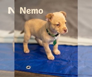 American Staffordshire Terrier-Unknown Mix Dogs for adoption in Holly Springs, NC, USA