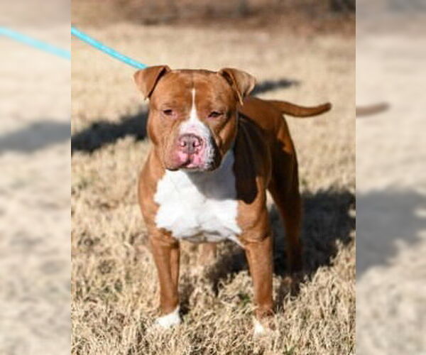 Medium Photo #2 Mutt Puppy For Sale in Glen Allen, VA, USA