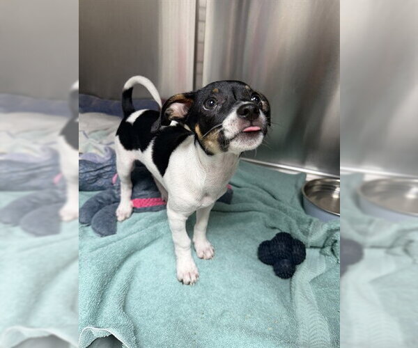 Medium Photo #1 Rat Terrier-Unknown Mix Puppy For Sale in Naples, FL, USA