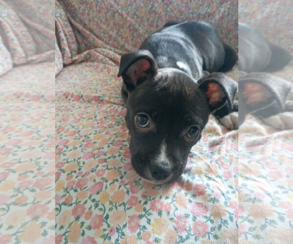 Medium Photo #5 Mutt Puppy For Sale in Holly Springs, NC, USA