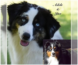 Father of the Australian Shepherd puppies born on 08/03/2021