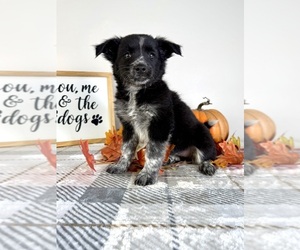 Medium Australian Cattle Dog-Border Collie Mix
