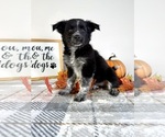Puppy Bubbles Australian Cattle Dog-Border Collie Mix