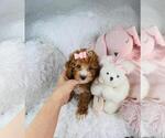 Small Photo #14 Poodle (Toy) Puppy For Sale in THONOTOSASSA, FL, USA