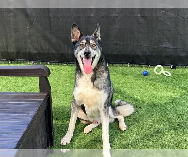 Medium Photo #1 Siberian Husky Puppy For Sale in Orange, CA, USA