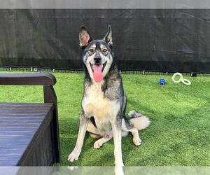 Siberian Husky Dogs for adoption in Orange, CA, USA