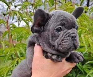 French Bulldog Puppy for sale in MIAMI, FL, USA