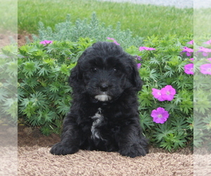 Poodle (Miniature)-Sheepadoodle Mix Puppy for sale in STRASBURG, PA, USA