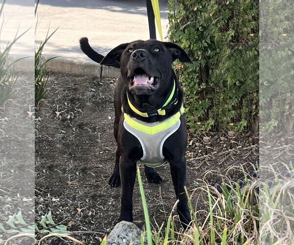 Medium Photo #1 American Pit Bull Terrier-Unknown Mix Puppy For Sale in Yuba City, CA, USA
