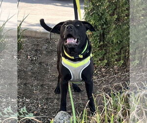 Medium American Pit Bull Terrier Mix