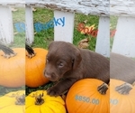 Small #7 Labrador Retriever