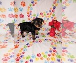Puppy Sweetie Yorkshire Terrier