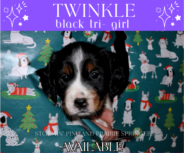 Medium Photo #9 English Springer Spaniel Puppy For Sale in LITCHFIELD, MN, USA