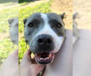 American Staffordshire Terrier-Unknown Mix Dogs for adoption in Grafton, WI, USA